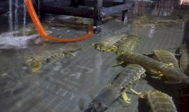 Gara-gara Virus Corona, Nelayan dan Pengepul Udang Ketak Tanjabbar Galau