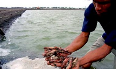 Gara-gara Virus Corona Ekspor Udang Nenek Dihentikan, Toke Kuala Jambi Sangat Kecewa