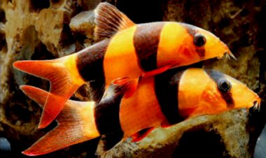 Dulu Legok Kampungnya Narkoba, Sekarang Produsen Batik Motif Ikan Bajubang