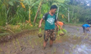 Karet Tak Bisa Jadi Andalan, Warga Batangasai Pilih Tanam Padi