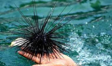 Wahai Wisatawan Pantai Anyer, Waspadai Sengatan Bulu Babi!