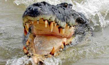 Murid SD Tanjabtim Diterkam Buaya, Sempat Diseret 15 Meter