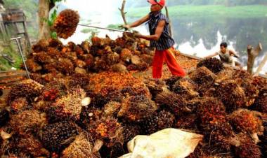 Kabar Baik.!! Harga TBS Kembali Alami Kenaikan.