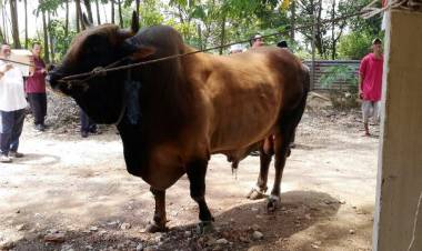 Warga Muarojambi! Jangan Potong Sapi Betina Produktif, Ini Sanksinya