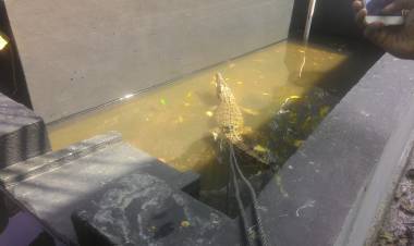 Kemunculan Tiga Buaya di Sungai Asam Kota Jambi Gegerkan Warga