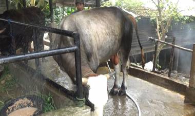 Sebelum Disembelih, Sapi Kurban Jokowi untuk Jambi Selalu Diberi Minum Jamu