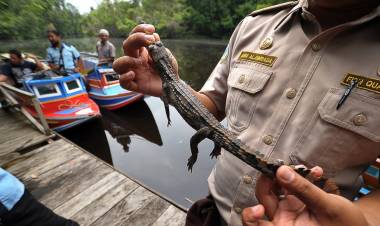 BKSDA Jambi Lepasliarkan Tiga Buaya Muara 