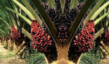 Harga Sawit di Jambi Naik 7 Rupiah Per Kilogram