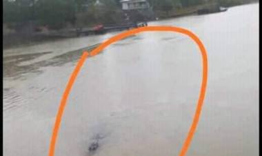 Buaya Berkeliaran di Kawasan Jembatan Batanghari II, BKSDA Bilang Begini