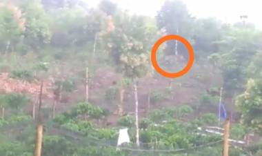 GEGER! Harimau Berkeliaran di Ladang Milik Warga Batang Merangin Kerinci