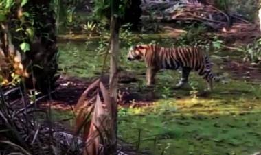 Ngeri !! Harimau Sumatera Masuk Kawasan Pasar di Riau