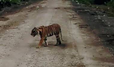 Harimau Masuk Pasar Diduga Pernah Terkam Ternak