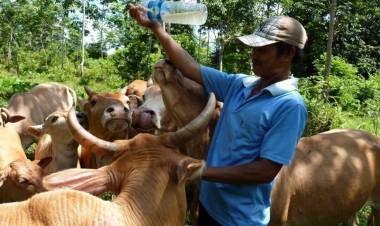 1.225 Sapi Indukan Digulirkan ke Peternak