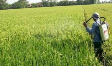 Ini Tiga Daerah Produksi Padi Tertinggi di Jambi