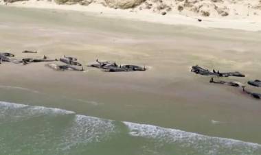 Fenomena Aneh! 145 Ikan Paus Mati Setelah Terdampar di Selandia Baru