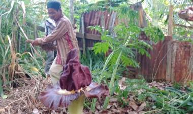 Warga Bungo Terkejut Dikira Bangkai Binatang, Ternyata…