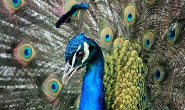 Evakuasi Tujuh Ekor Burung Merak di Pesisir Riau