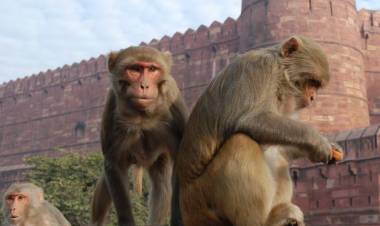 Monyet Mengamuk di Gedung Strategis India