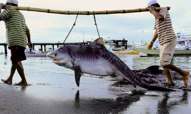 Ngeri!! Perburuan Hiu Dilindungi Kian Masif di Aceh