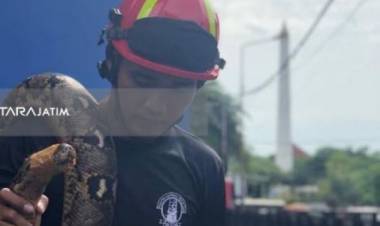 Begini Kepanikan Warga Surabaya Munculnya Dua Ular Sanca Berbahaya