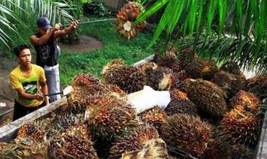Harga Jual Tbs Kelapa Sawit Naik 