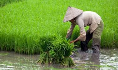 Nilai Tukar Petani Jambi Terjadi di Lima Subsektor