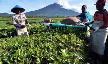 Belum Capai Target, Investasi Jambi Hingga Triwulan III Capai Rp3,406 Triliun
