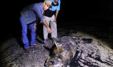 Pakar Kelautan Ragukan Mamalia Langka Dugong Mati di Riau Itu