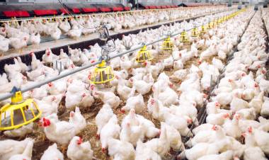 Begini Harga Ayam Potong dan Cabai di Jambi Terkini