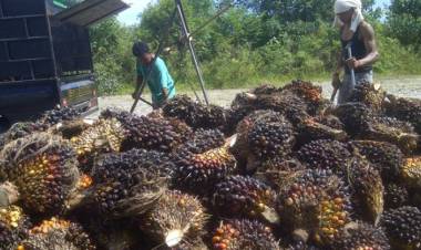 Horee! Harga Sawit di Jambi Naik Rp1.118 Perkilogram