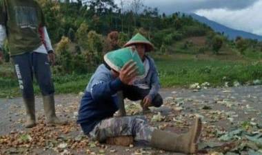 Lapor Presiden Jokowi! Harga Terus Anjlok, Petani Kerinci Buang Sayuran Hasil Panen