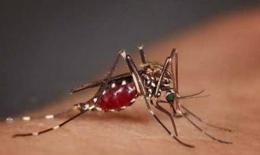 Puluhan Warga Garut Utara Terserang Wabah DBD