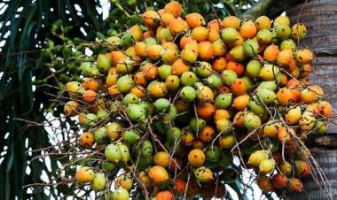 Khasiat Pinang untuk Obat Sakit Pinggang