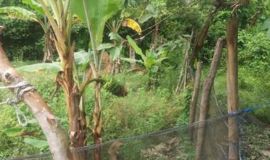 Geger, Batang Pisang di Sarolangun Ini Keluarkan Suara Aneh