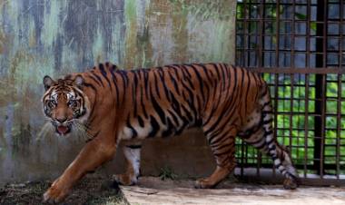 Kena Radang Persendian, "Uni" Jambi Tak Bisa Berjalan 