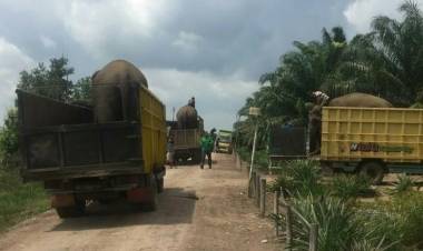 Konflik Lahan Memanas, Delapan Gajahdi Lahat Terpaksa Dievakuasi