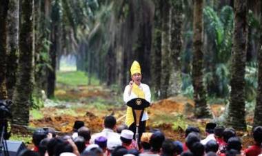 Harga Sawit Jambi Naik Tipis