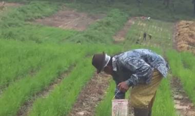 Bantuan Benih Padi di Muarojambi Tidak Sebanding Luas Lahan