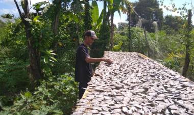 Bisnis Ikan Asin Muarojambi Menjanjikan, Ini Permintaan Warga