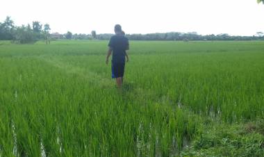 IBU BUPATI, Petani Kedotan dan Pudak Keluhkan Serangan Hama Tikus