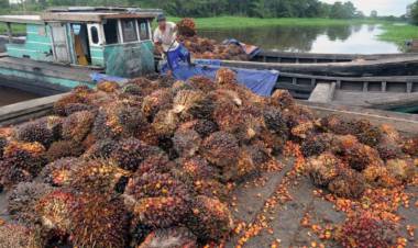 Harga CPO dan Inti Sawit di Jambi Turun Tipis