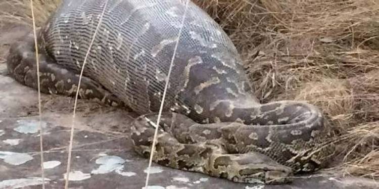 Ditelan Ular Sanca Sepanjang 8 Meter, Ibu Rumah Tangga di Sulawesi Tewas