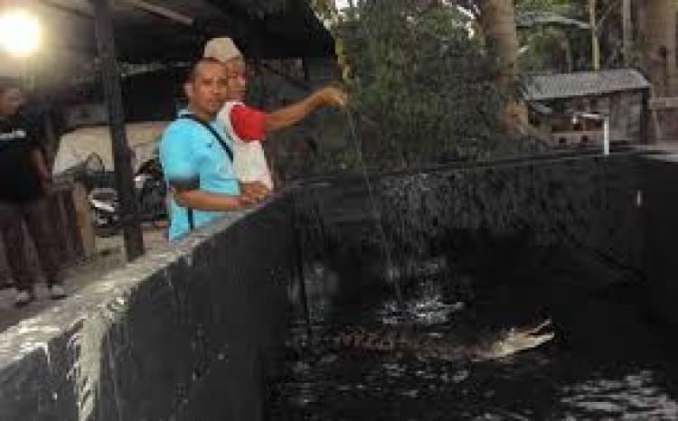 BKSDA Buru Dua Buaya yang Masih Berkeliaran di Sungai Asam Kota Jambi