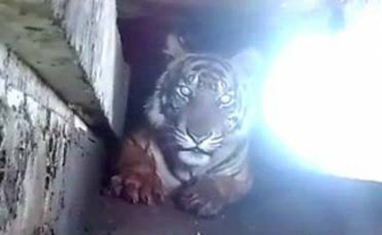 Harimau Terjebak di Kawasan Pasar Berhasil Dievakuasi