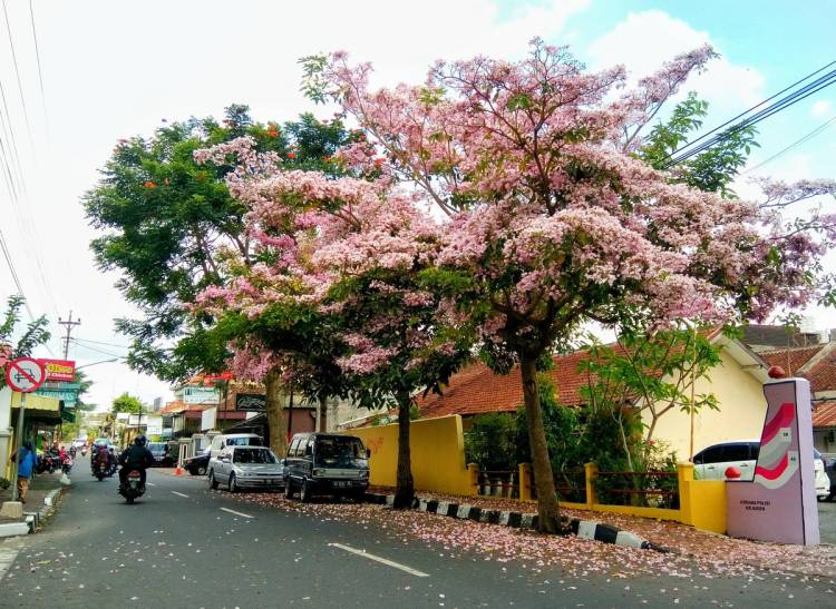 Serasa di Jepang, Ketika Surabaya Bertabur Bunga Tabebuya 
