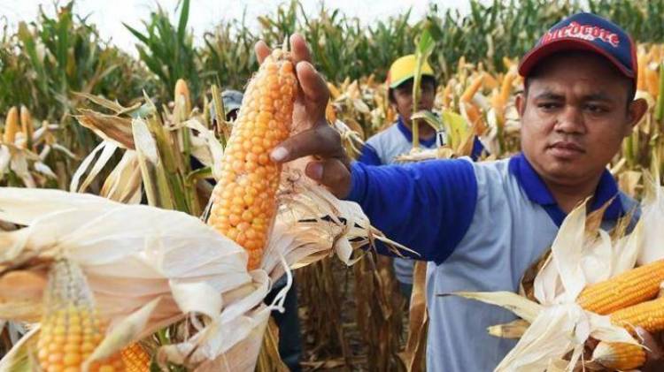 Pedagang Jagung Siapkan Stok Lebih Jelang 2019