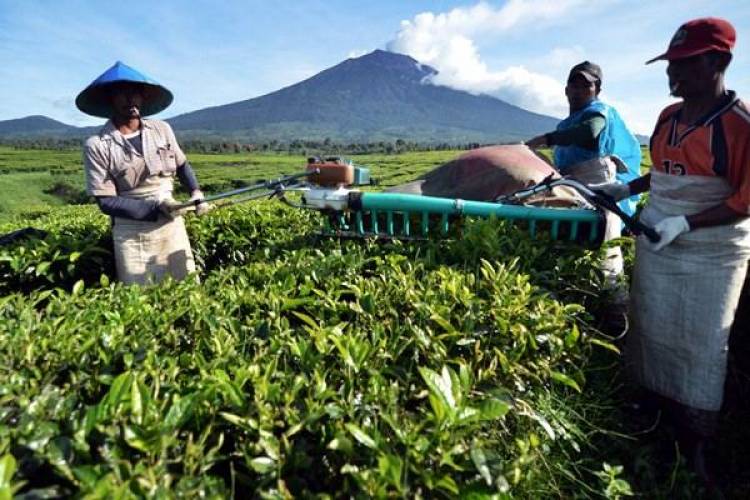 Belum Capai Target, Investasi Jambi Hingga Triwulan III Capai Rp3,406 Triliun