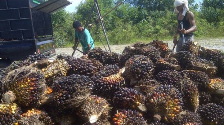 Horee! Harga Sawit di Jambi Naik Rp1.118 Perkilogram