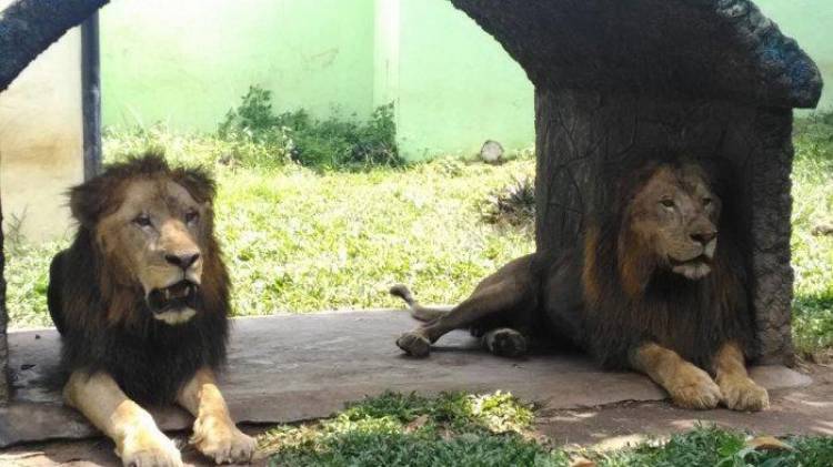 Harimau dan Singa Mati Berturut-turut, BKSDA Evaluasi Pengelolaan Taman Rimba Jambi