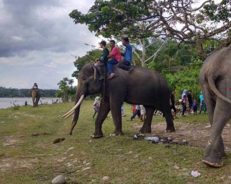 Pengunjung Antusias Berinteraksi dengan Gajah di TWA Seblat